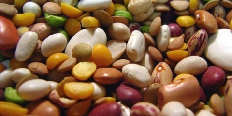 Pasulj: uzgoj i njega na otvorenom polju