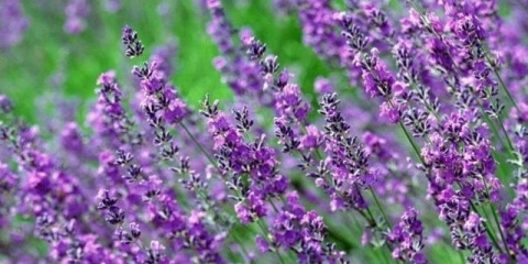 Bogorodska trava: šta je to, opis, svojstva