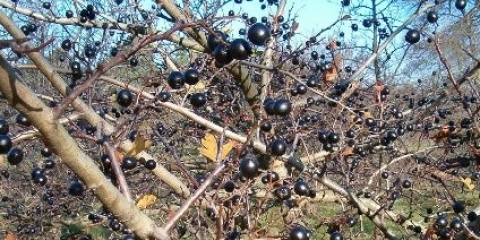 Glog crni i crveni: fotografija