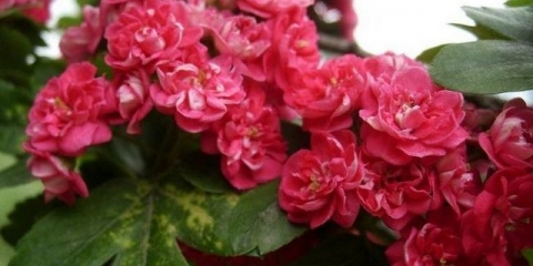 Dekorativni glog - opis sorti