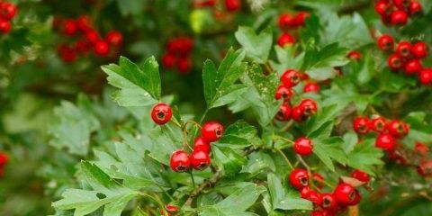 Glog: vrste i sorte + fotografija