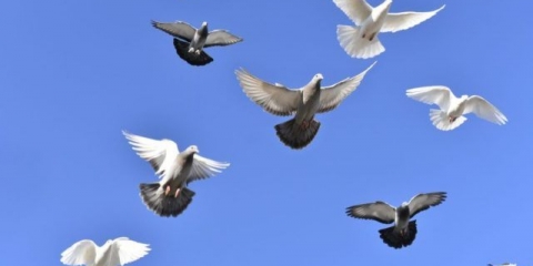 Borbeni golubovi: video, fotografije, pasmine