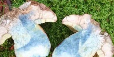 Vrganj lijepih nogu: opis i fotografija