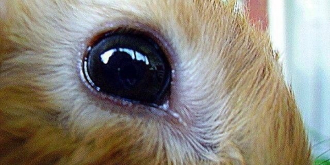 Bolesti oka kunića: liječenje + fotografija