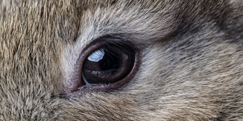 Očne bolesti kod kunića i njihovo liječenje