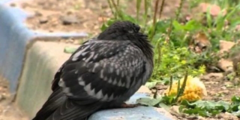 Bolesti golubova i njihovi simptomi