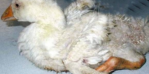 Bolesti gusaka i njihovi simptomi + fotografija