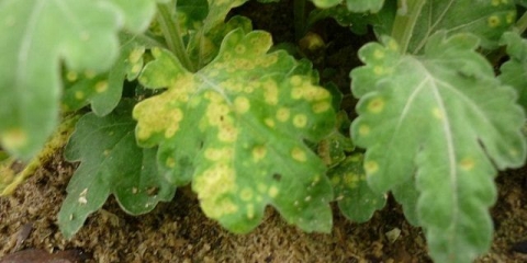 Bolesti krizantema i njihovo liječenje: fotografije simptoma i preventivnih mjera