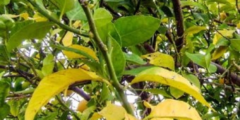 Bolesti i štetočine trešanja: opis sa fotografijama