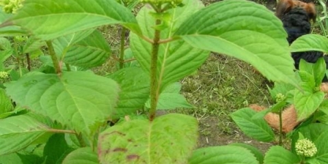 Bolesti i štetočine hortenzije