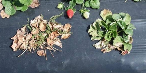 Bolesti i štetočine jagoda i njihovo liječenje