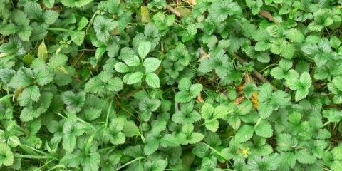 Bolesti i štetočine jagoda: liječenje narodnim lijekovima