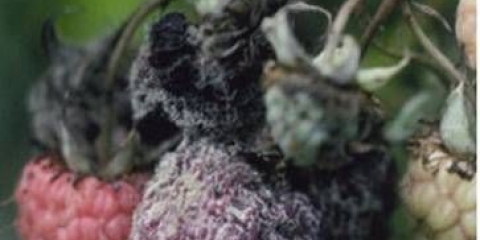 Bolesti i štetočine maline na slikama i njihov tretman