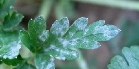 Bolesti i štetočine peršina: fotografije i njihovo liječenje, mjere suzbijanja
