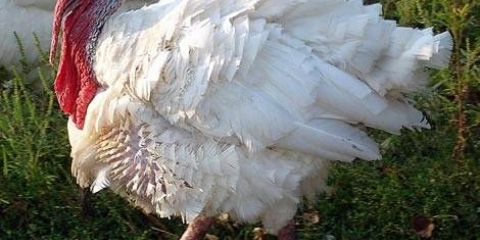 Bolesti purana, njihovi znaci i liječenje