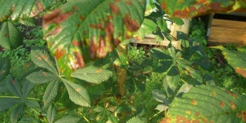 Bolesti kestena: fotografije i vrste