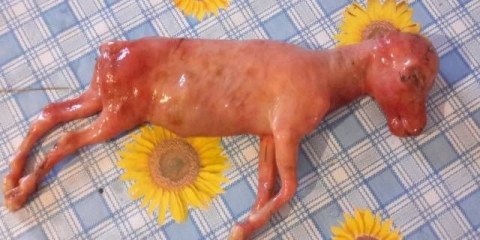 Bolesti koza i njihovi simptomi, liječenje