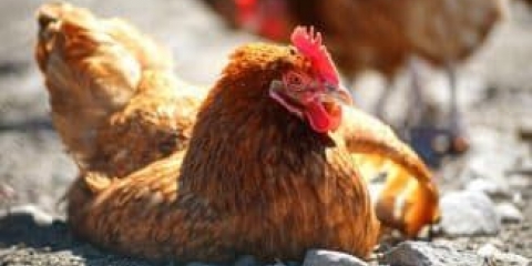Bolesti pilića i njihovi simptomi, liječenje se prenose na ljude