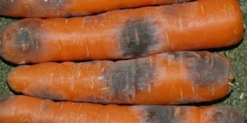 Bolesti šargarepe tokom uzgoja i skladištenja: borba protiv njih, fotografija