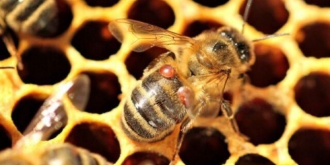 Bolesti pčela: glavni znakovi, uobičajene bolesti i liječenje