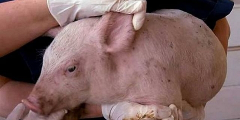 Bolesti prasadi - simptomi i liječenje