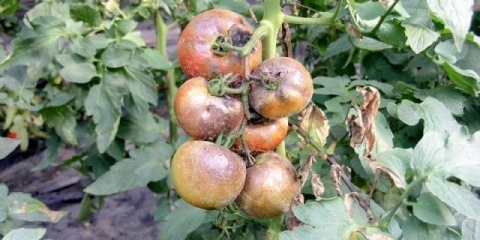 Bolesti sadnica paradajza