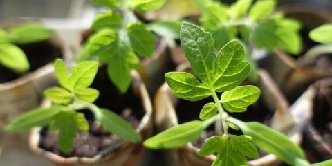 Bolesti sadnica paradajza