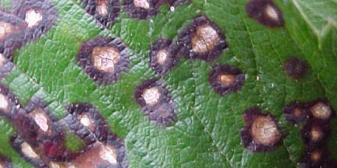 Bolesti šimšira: fotografija i liječenje