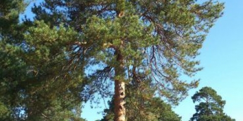 Bolesti bijelog bora i njihovo liječenje, fotografija