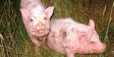 Bolesti svinja