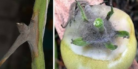 Bolesti paradajza: opis sa fotografijama