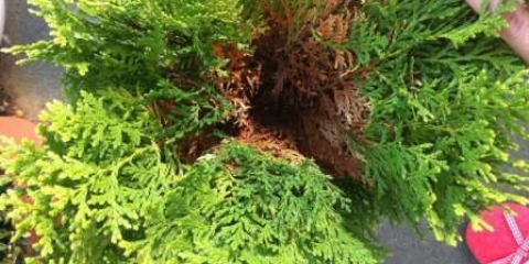 Tui bolesti: tretman u proljeće od štetočina i bolesti, fotografija