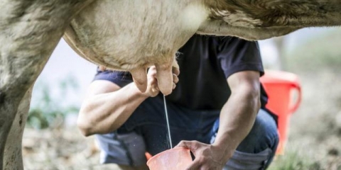 Bolesti vimena krava i njihovo liječenje