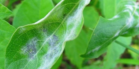 Bolesti orlovih noktiju i njihovo liječenje: fotografija s opisom, načini borbe