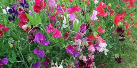 Granični donji jednogodišnji cvjetovi: fotografija i naziv