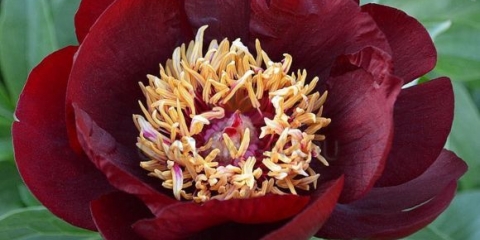 Burgundski božuri: fotografija cvijeća s imenom