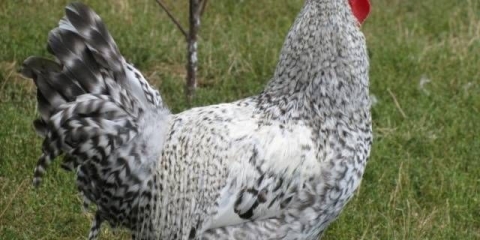 Borkovskaya barvy pasmina pilića: fotografija, produktivnost