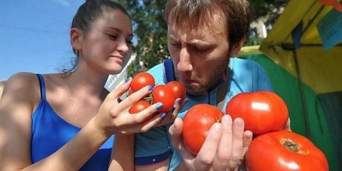 Borna kiselina za paradajz