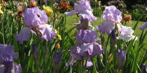 Bradati iris: sorte sa fotografijama i imenima, sadnja i njega