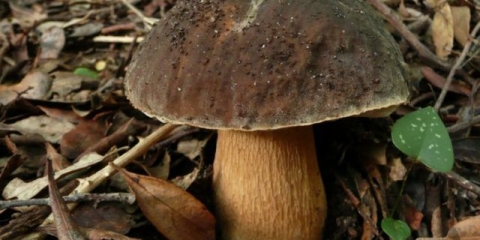 Vrganj brončani (vrganj bronza): opis i fotografija