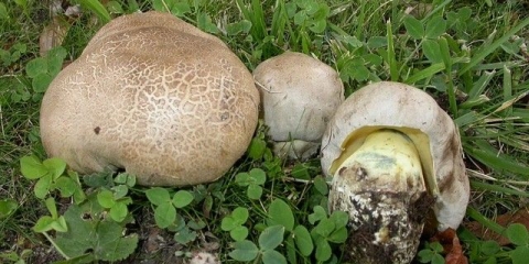 Ukorjenjivanje vrganja: opis i fotografija