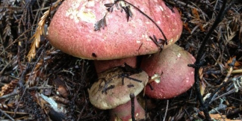 Borovik je lijep: kako izgleda, gdje raste, fotografija