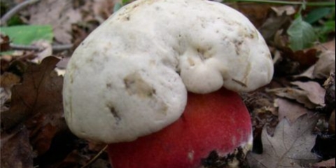 Vučji vrganj: gdje raste, kako izgleda, fotografija