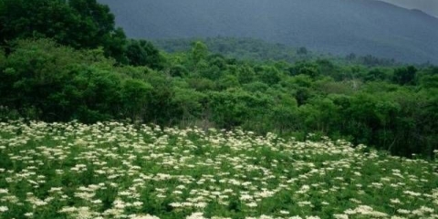 Hogweed: fotografija biljke, opekotine