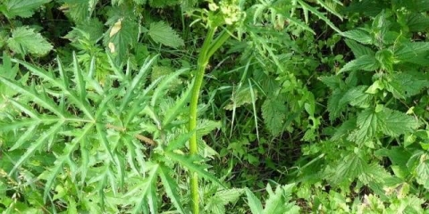 Sibirski hogweed: fotografija, opis