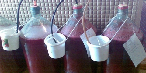 Braga od šljive za mjesečinu