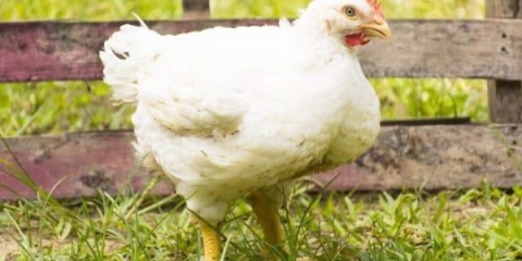 Brojler ross 308 - opis pasmine i karakteristika, tabela hranjenja i težina po danu