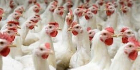 Brojleri - vrste, karakteristike i pasmine za uzgoj kod kuće