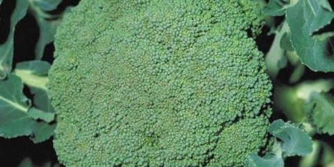 Brokula, uzgoj i njega na otvorenom