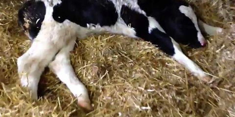 Bronhopneumonija kod goveda